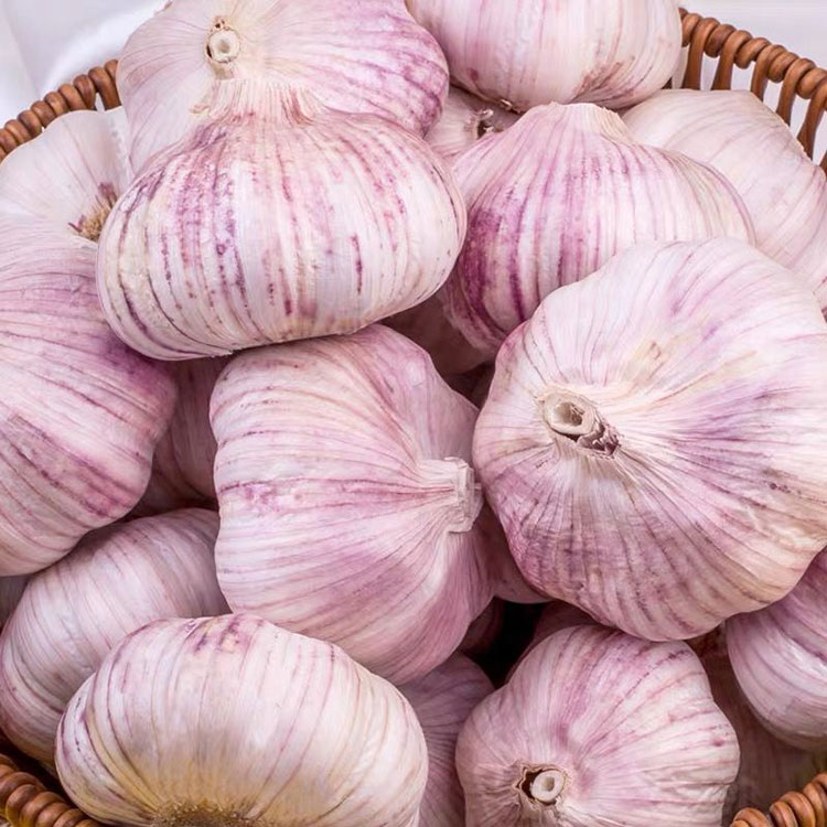 Garlic